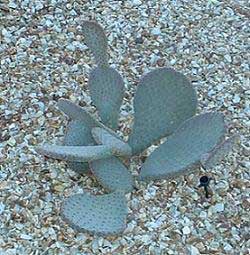 Prickly Pear
