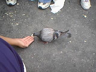 /user/bird10.jpg