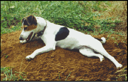 Crash Taking a Rest in the Hunt Field