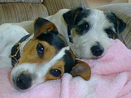 crash and mattie are four years old!!