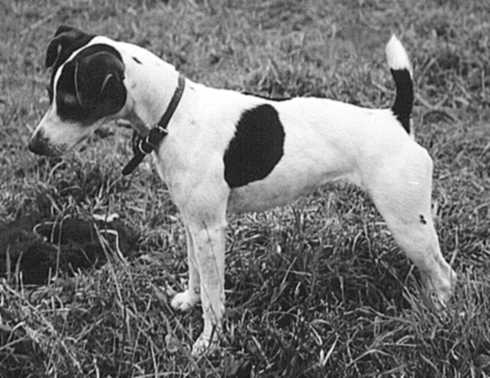 Smoky Mountain Crash