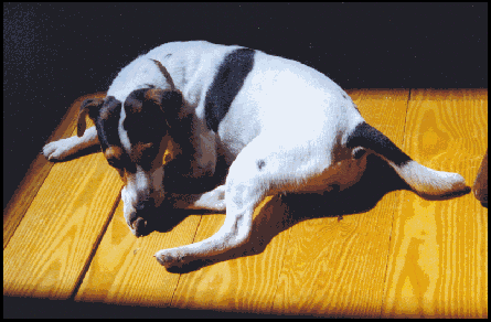 Crash Basking in the Sun