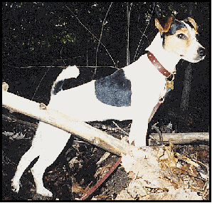 Smoky Mountain Crash