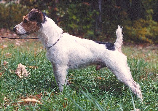 Falling Branch David