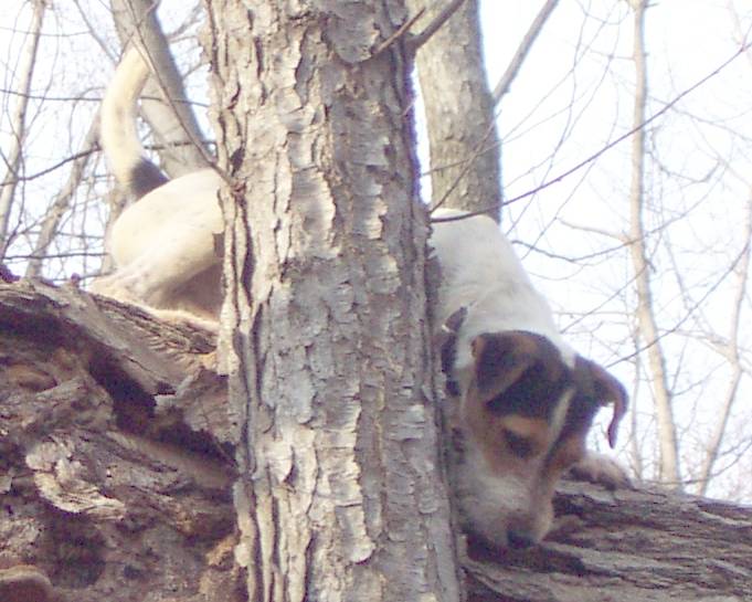 mash in a tree