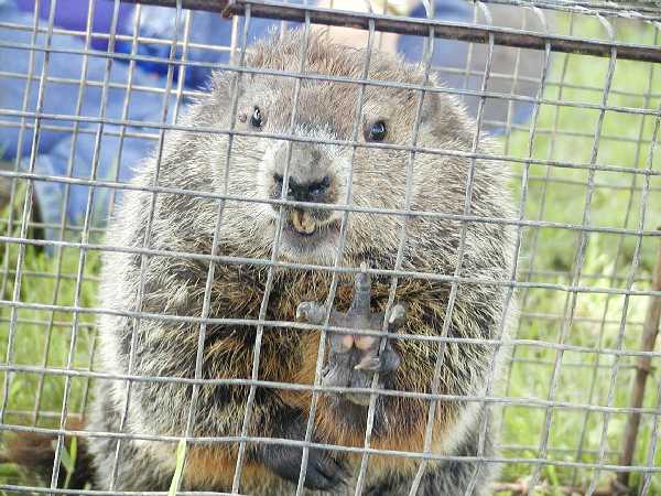 even madder groundhog