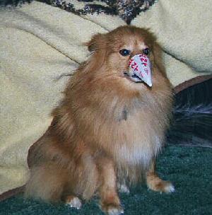 Cone Nose