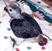 Baby Guido