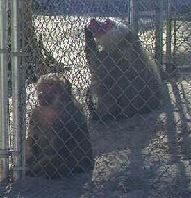 Baboons