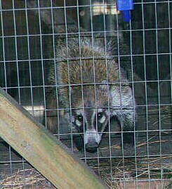 Coati