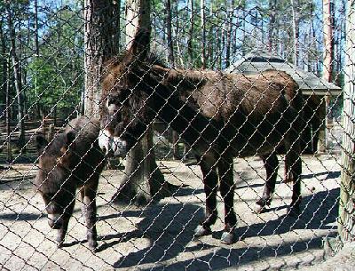 Donkeys
