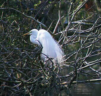 Egret