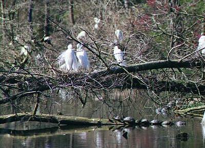 Egrets