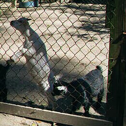Pygmy Goats