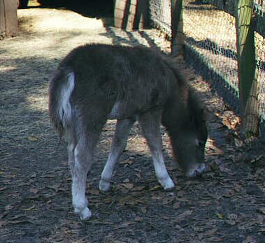 foal