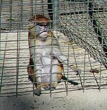 A Monkey
