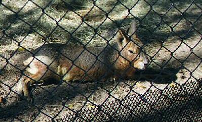 Patagonian Cavy