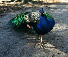 Peacock