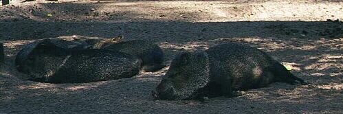 Peccaries