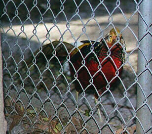 Golden Pheasant
