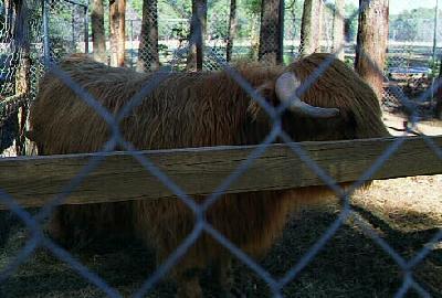 Scottish cow