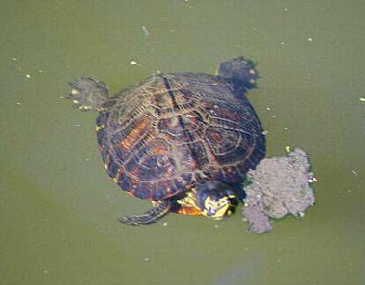 turtle