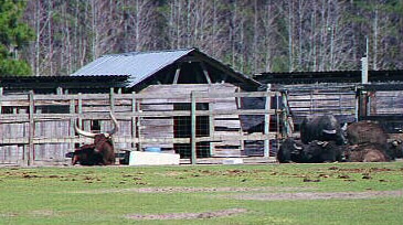 Watusi