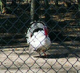 White Turkey
