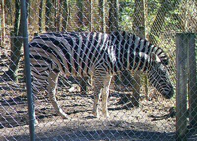 More Zebra