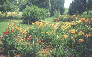 Mary's Daylilies
