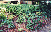 Hosta Garden