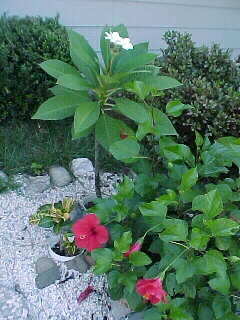 from Mary's garden...