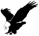 Bald Eagle, the official bird of the United States