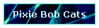 Pixie Bob Cats