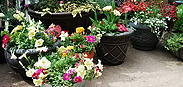 growing in pots