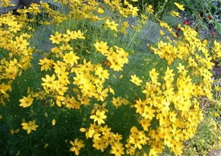 growing coreopsis for beginners