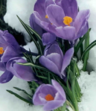 Crocus: a flower that blooms even with frost
