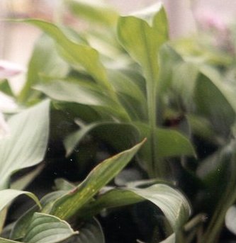 Hosta