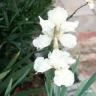  growing Iris