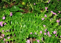 growing mexican heather