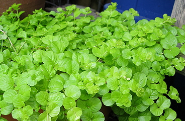  growing golden moneywort
