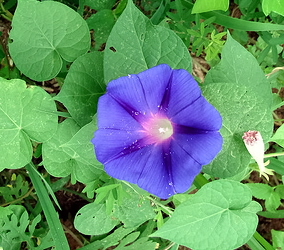 growing morning glory