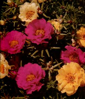 portulaca