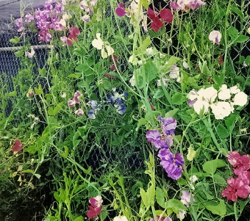 growing sweet pea