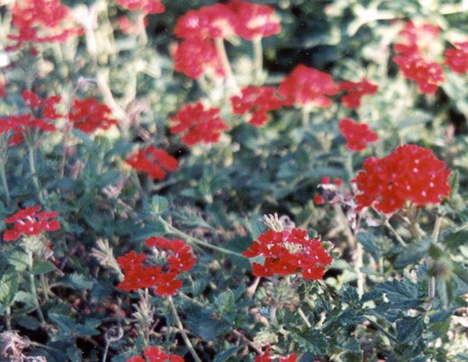 verbena