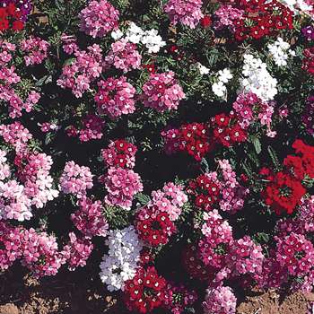 colorful verbena