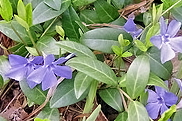  growing vinca minor