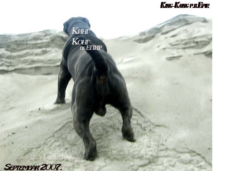 King-Kong