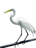 bird.gif (6912 bytes)