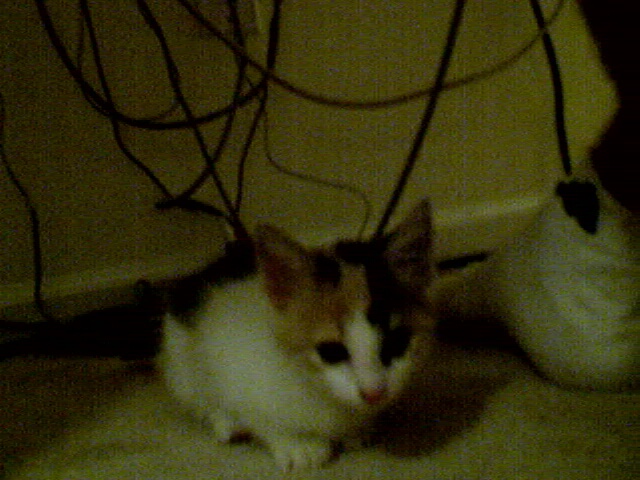 This is my cat